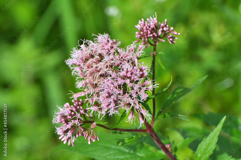 It blooms in nature hemp agrimony (Eupatorium cannabinum) It blooms in nature hemp agrimony (Eupatorium cannabinum)