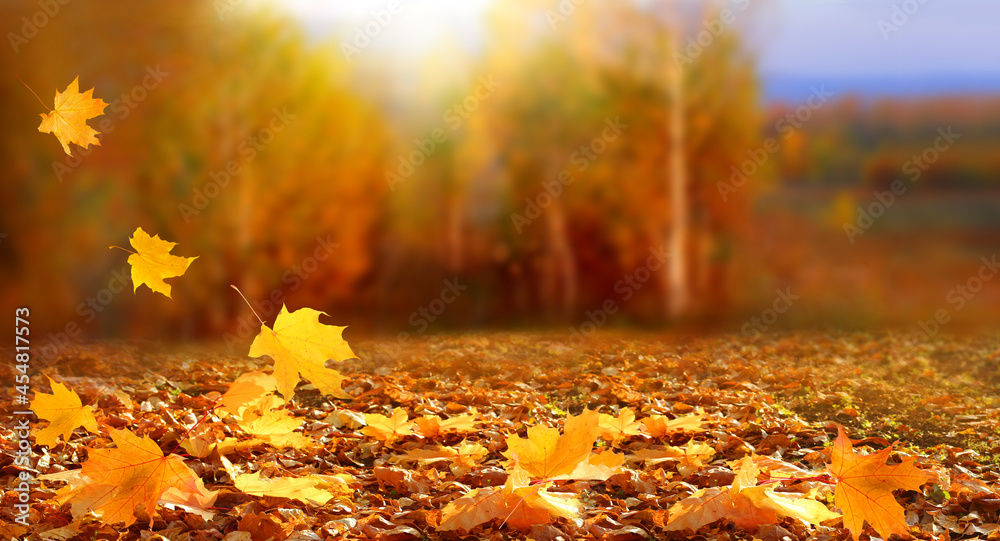 Sunny autumn day with beautiful orange fall foliage 
 Ground covered in dry fallen leaves lit by bright sunlight.  Autumn landscape with maple trees and sun. Natural background.