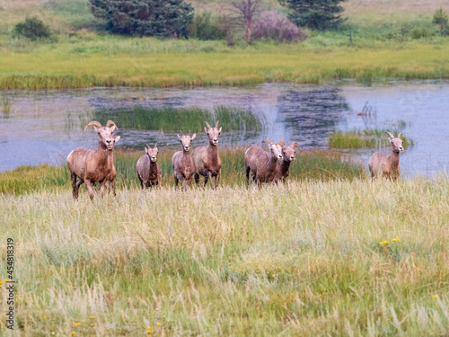 A heard of bighorn sheep running across the field with a beautiful marsh in the background.