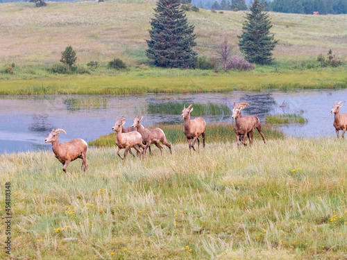 A heard of bighorn sheep running across the field with a beautiful marsh in the background. © Jessica