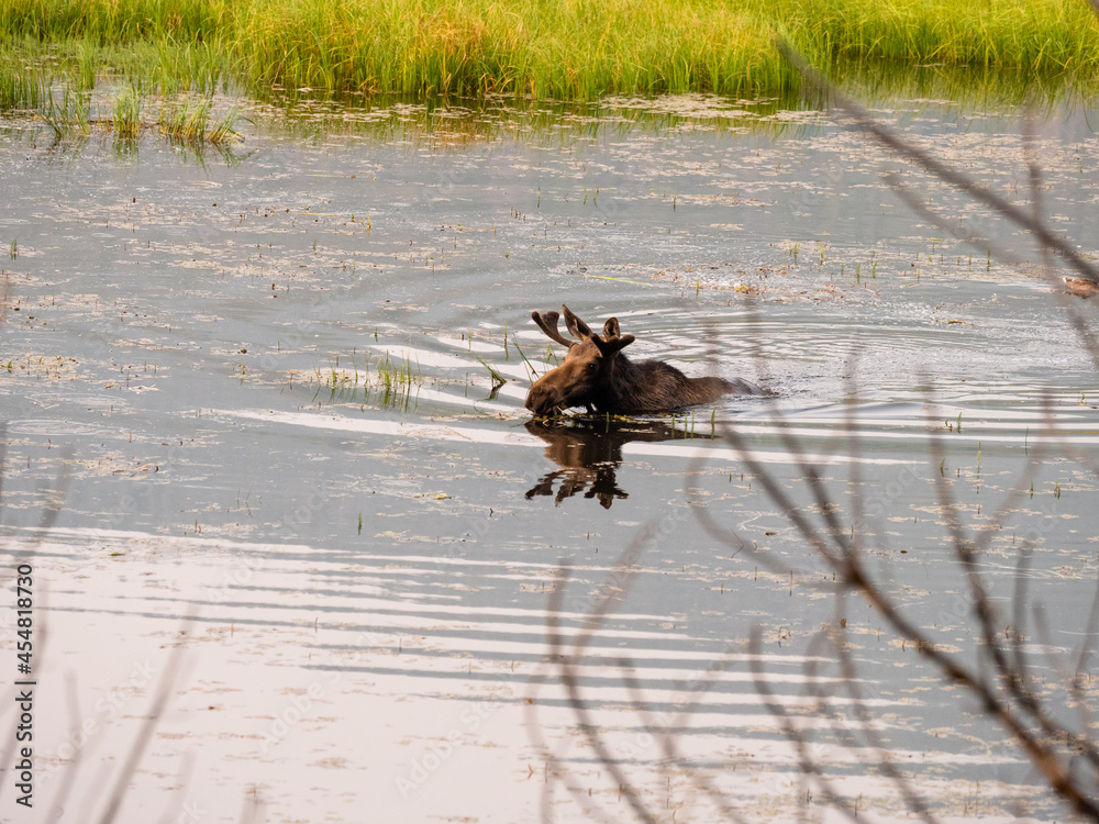 Mother female moose swimming in a marsh feeding at dawn.