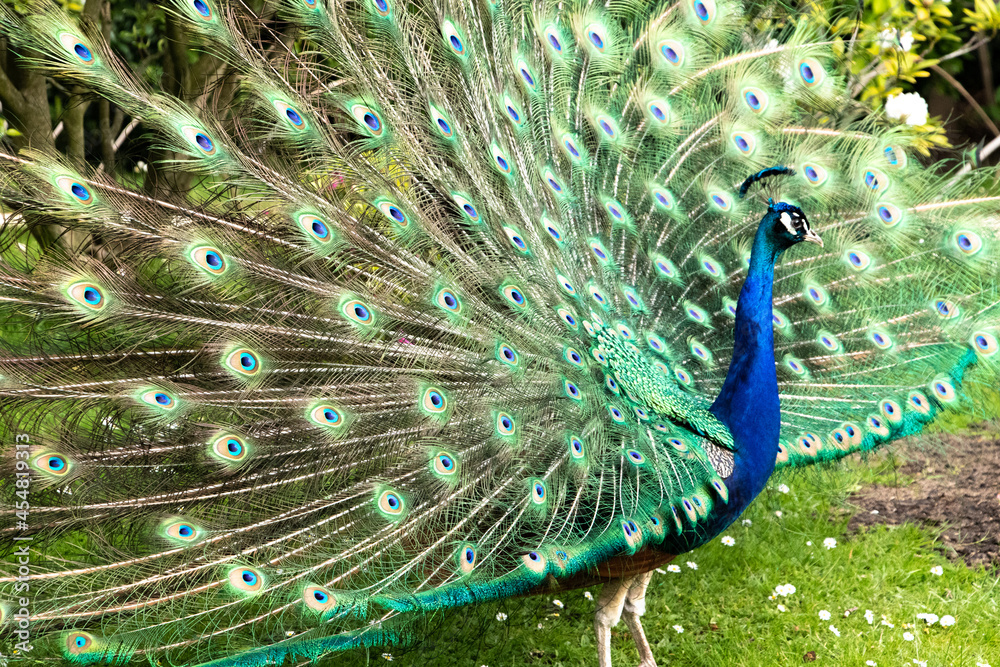 Obraz premium peacock with feathers out