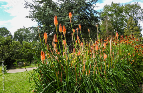 Kniphofia hirsuta called Fire Dance