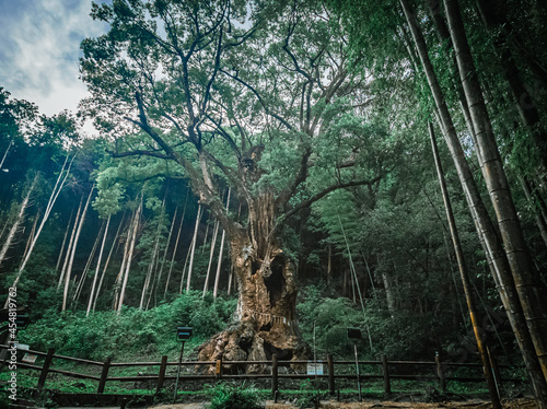 3000 years old camphor tree in Takeo, Japan photo