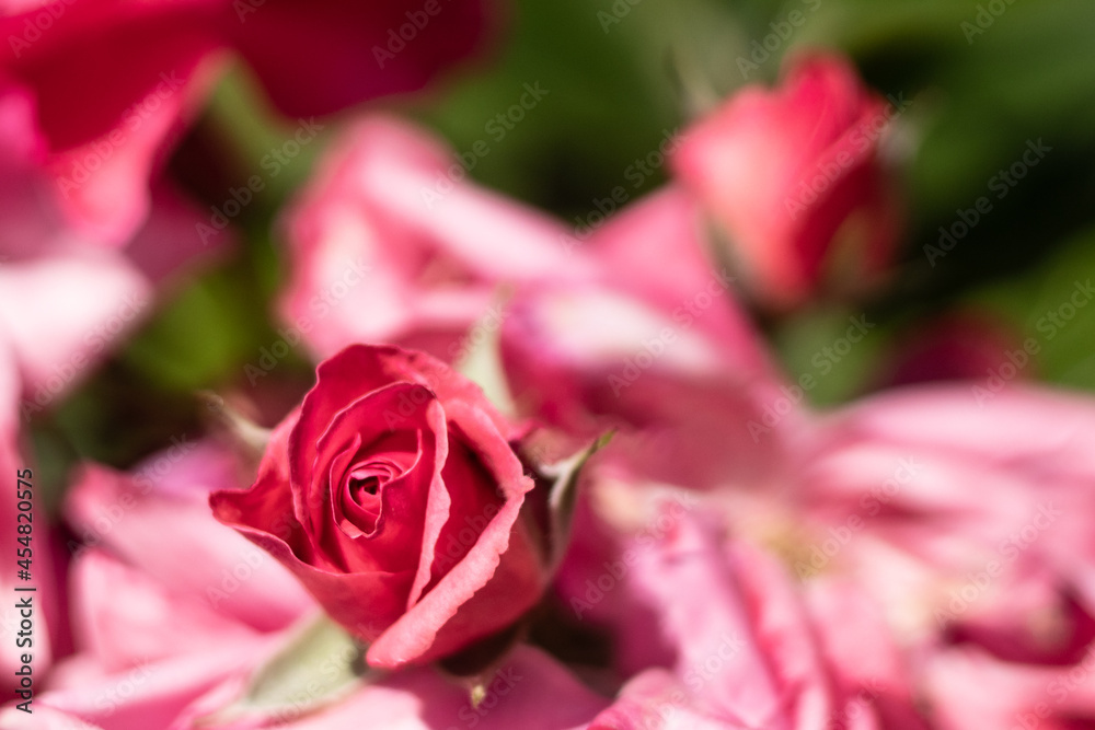 Fototapeta premium pink rose close up