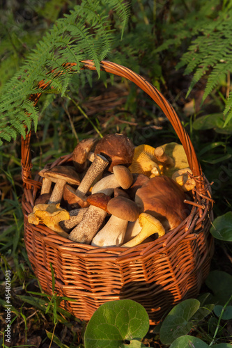 Edible different mushrooms porcini in the wicker basket in green grass and fern leaves in sunlight. Natural, forest, meadow