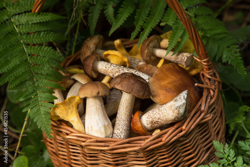 Freshly harvested edible forest wild porcini mushrooms in wicker basket in nature in fern leaves closeup
