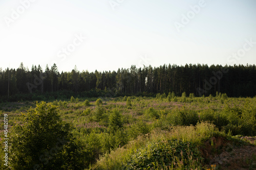 Forest landscape. View of the natural area. Field in front of the forest.