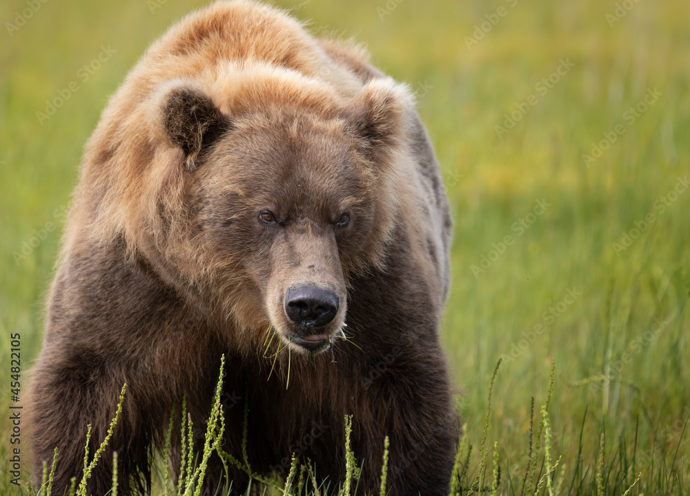 Coastal Brown Bears digging for clams and grazing on sedge grass  Lake Clark Alaska USA