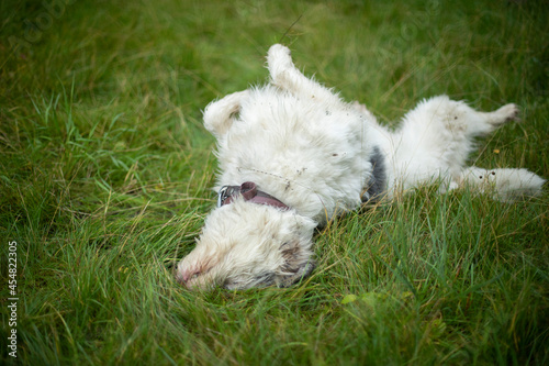 The dog is floubbing in the grass. An animal with white hair on a green lawn. The pet itches to the ground.