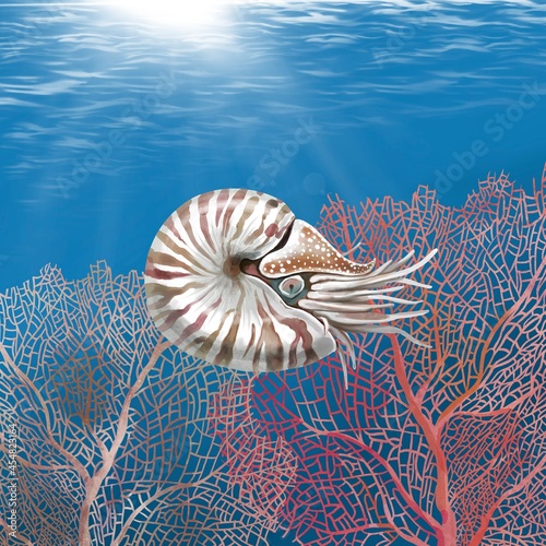 watercolor Nautilus on the background of the sea and coral