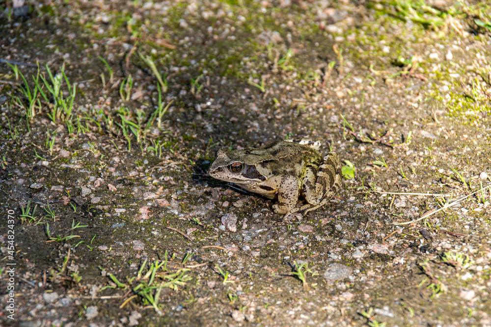 Obraz premium frog on the ground