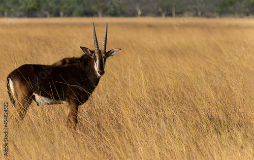 Wild Sable Antelope on Okavango Delta