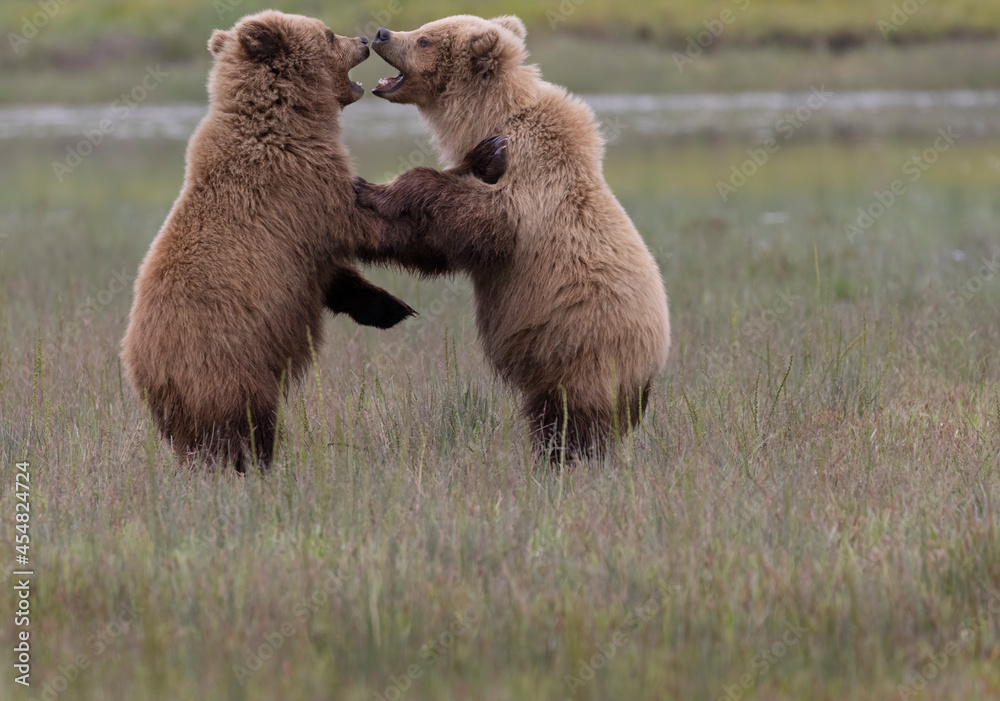 Fototapeta premium Coastal Brown Bears digging for clams and grazing on sedge grass Lake Clark, Alaska USA