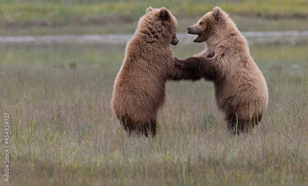 Obraz premium Coastal Brown Bears digging for clams and grazing on sedge grass Lake Clark, Alaska USA