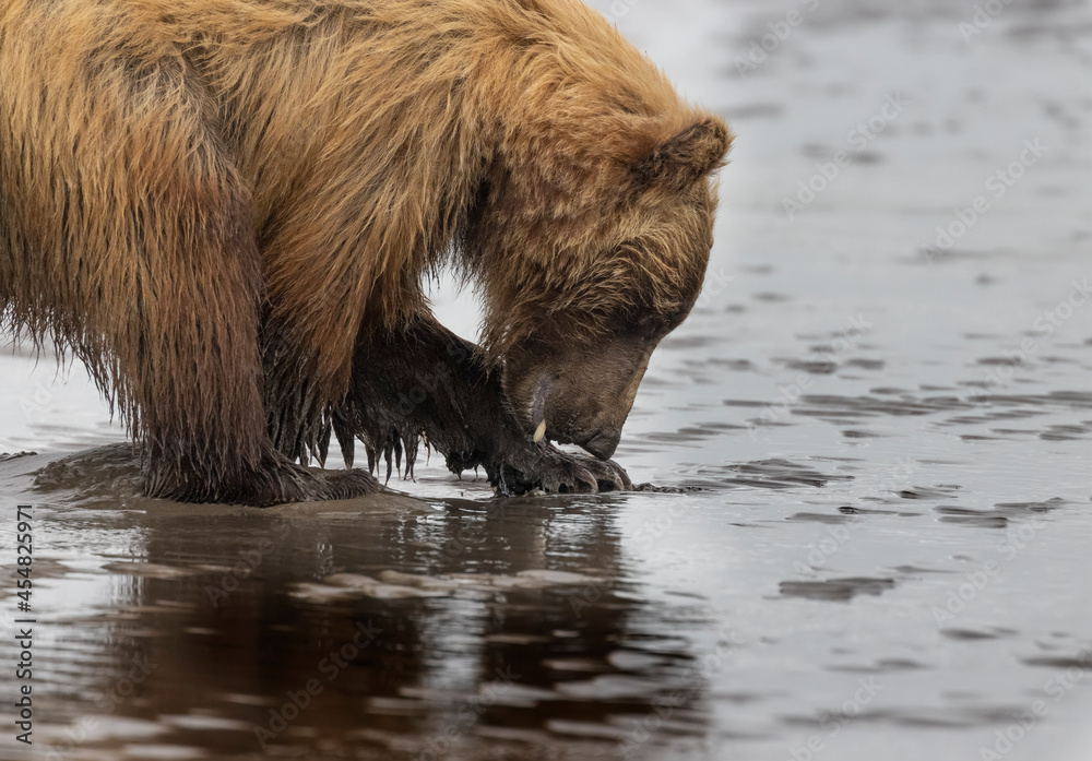 Coastal Brown Bears digging for clams and grazing on sedge grass Lake Clark, Alaska USA Coastal Brown Bears digging for clams and grazing on sedge grass Lake Clark, Alaska USA