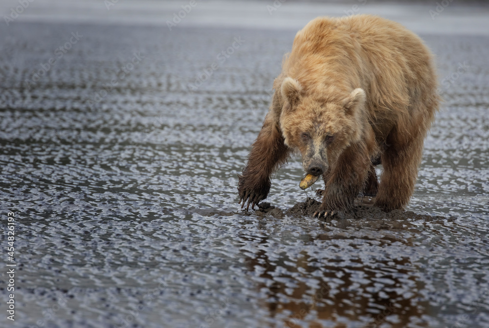 Coastal Brown Bears digging for clams and grazing on sedge grass Lake Clark, Alaska USA Coastal Brown Bears digging for clams and grazing on sedge grass Lake Clark, Alaska USA