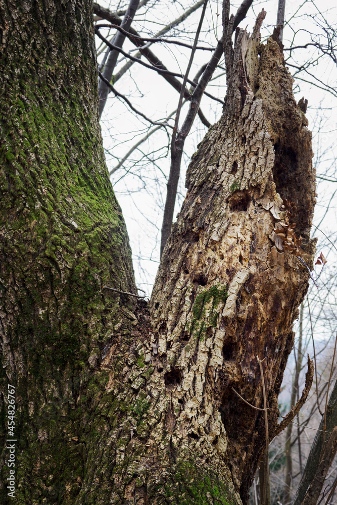 Holes in the trunk of a tree after the impact of a woodpecker bird. Holes in the trunk of a tree after the impact of a woodpecker bird.