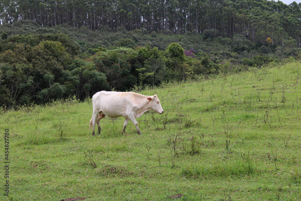 Fototapeta premium Animais em fazenda