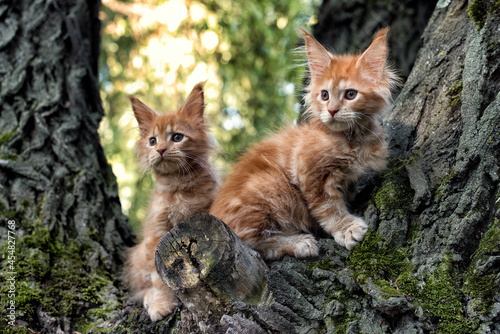 A big red maine coon kittens sitting on a tree in a forest in summer.