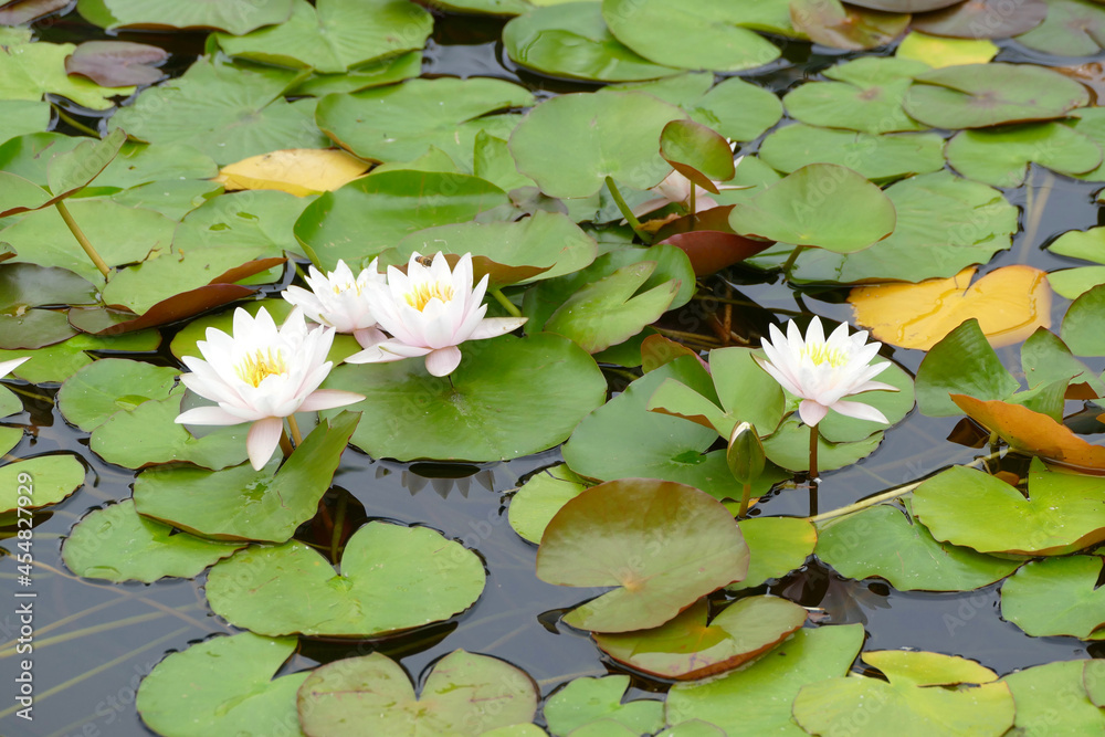 lily pads with lilies floating in the park pond lily pads with lilies floating in the park pond