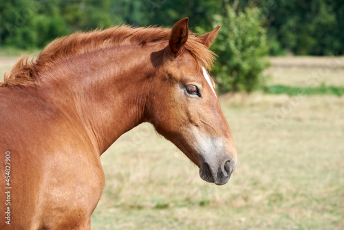 Portrait of a chestnut foal of a heavy draft breed with a white star on the forehead in a pasture