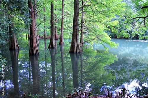 篠栗九大の森 美しい日本の景色