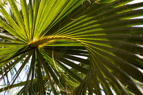 green leaves of a palm tree close-up. against the sky.