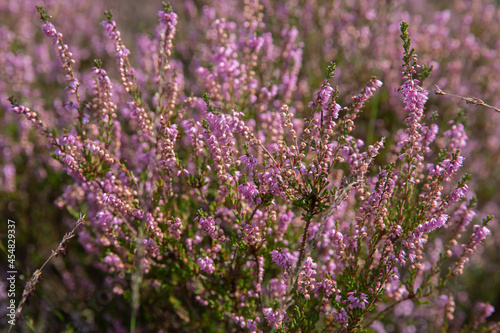 heathland in bloom in Rozendaal, Gelderland, Netherlands