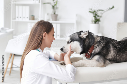 Veterinarian examining cute...
