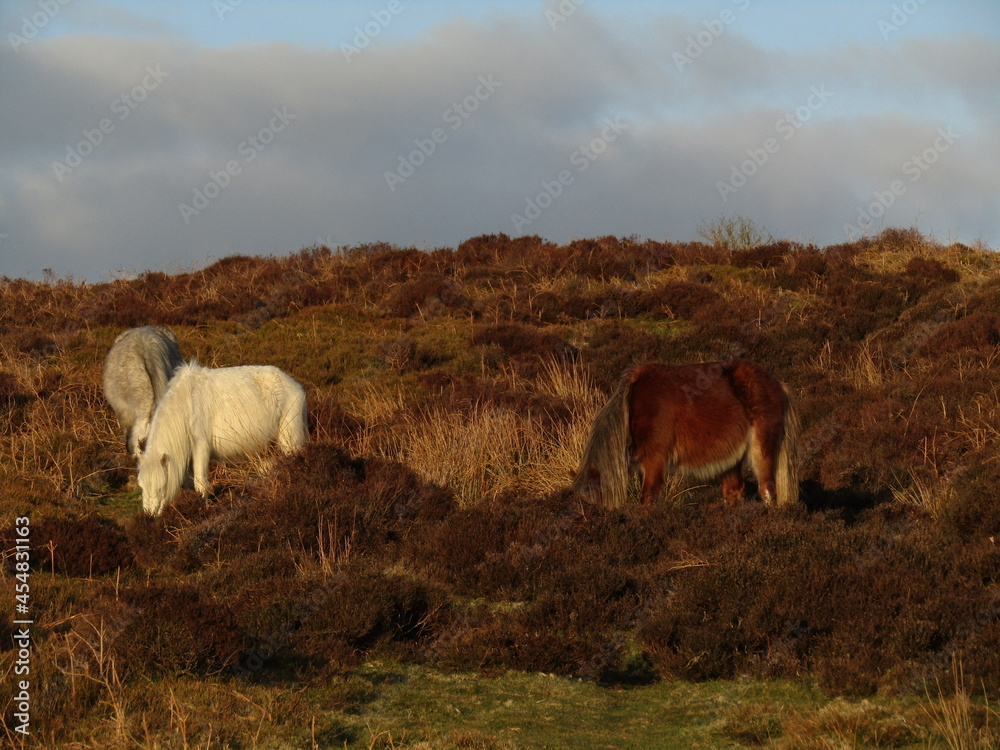 Wild ponies on the moor at sunset Wild ponies on the moor at sunset