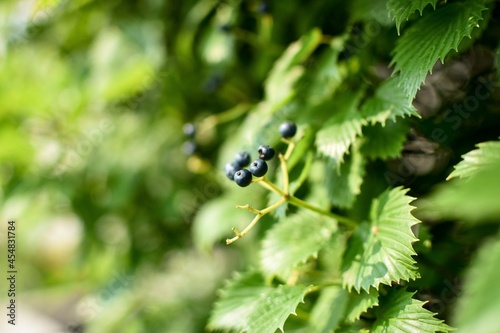 berries and leaves on a branch
