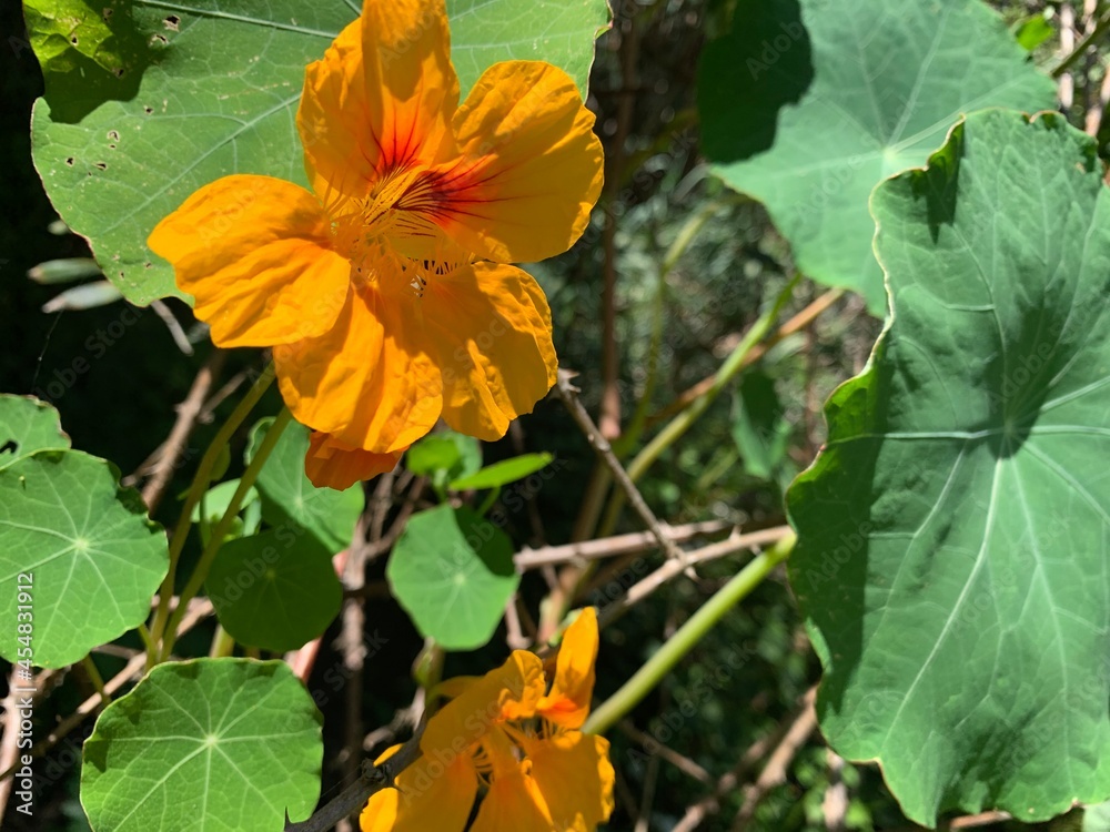 Obraz premium orange and yellow