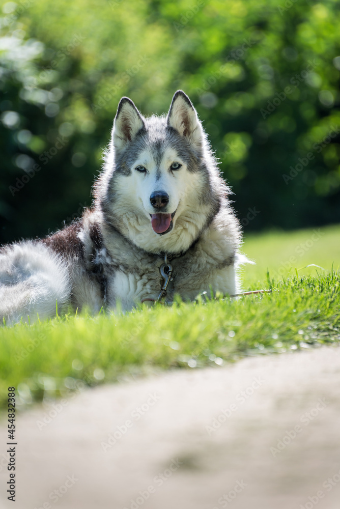 Portrait of a Husky dog laying on a grass Portrait of a Husky dog laying on a grass