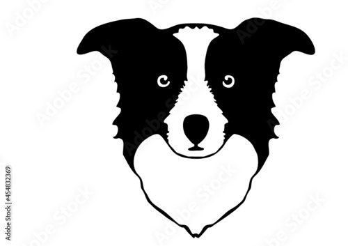 border collie