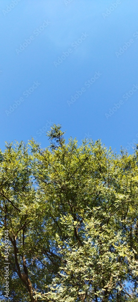 leaves against blue sky leaves against blue sky