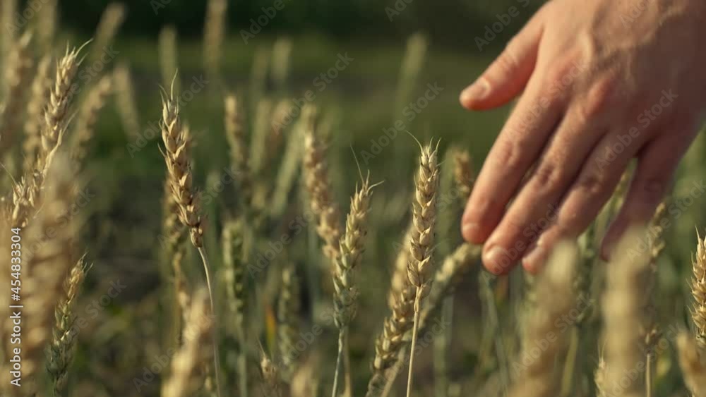 Man's hand touching a golden wheat ear in the wheat field. Young male hand moving through wheat field. Boy's hand touching wheat during sunset. Slow motion. Man's hand touching a golden wheat ear in the wheat field. Young male hand moving through wheat field. Boy's hand touching wheat during sunset. Slow motion.