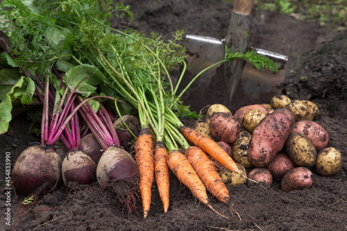 Autumn harvest of fresh raw carrot, beetroot and potatoes on soil, ground in garden. Harvesting organic vegetables