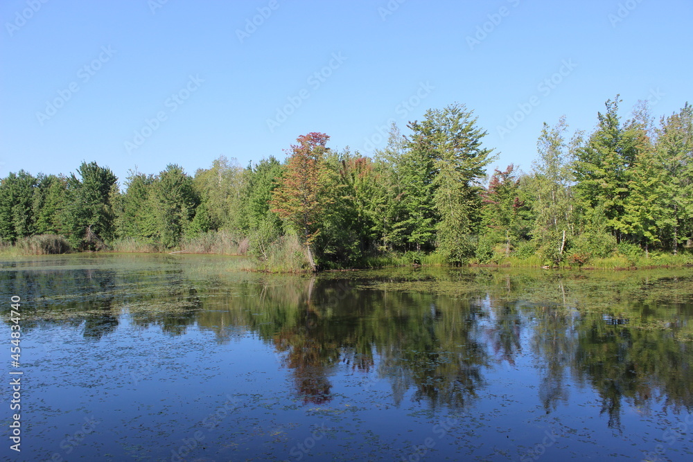 Reflection of trees on a lake in summer