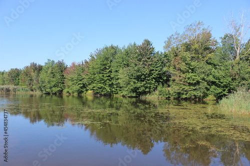 Reflection of trees on a lake in summer