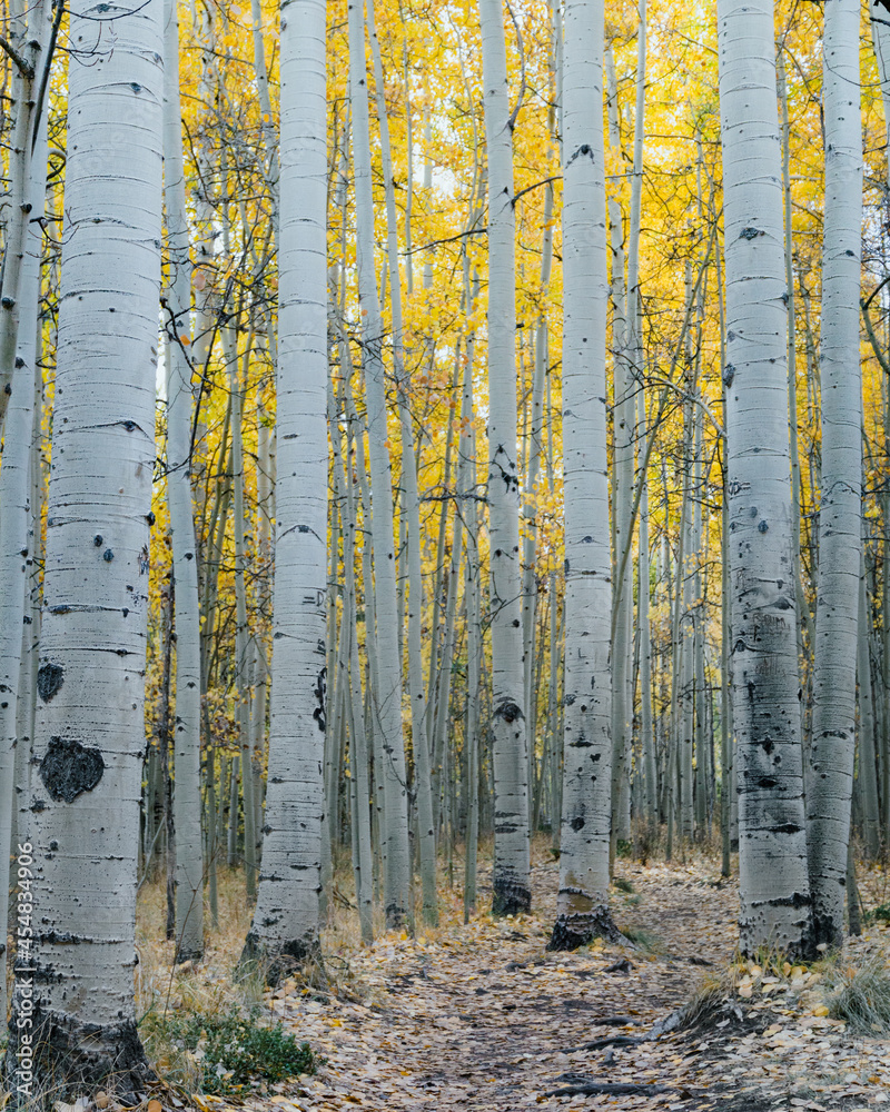 Yellow Aspens on Colorado's Kenosha Pass Yellow Aspens on Colorado's Kenosha Pass