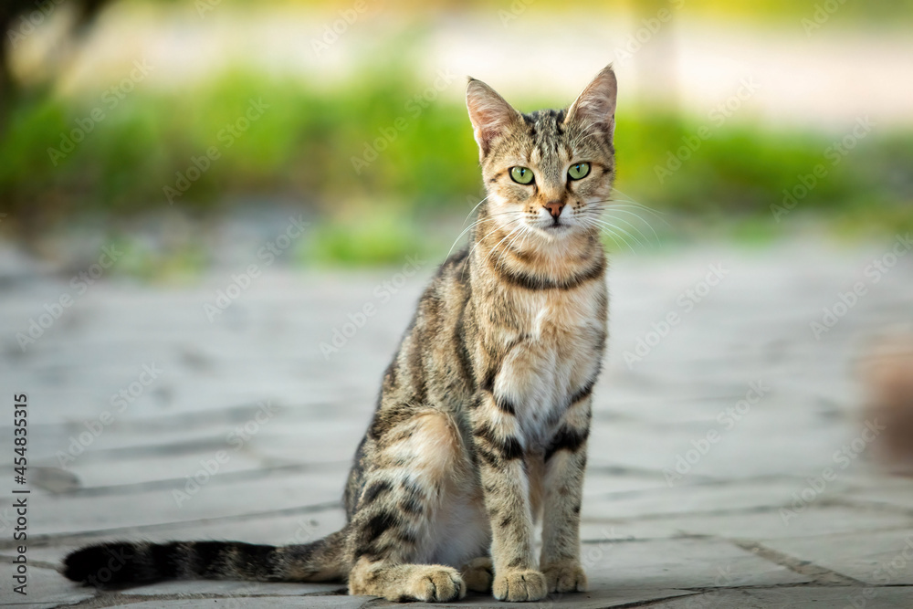 Cute street cat on the street of Georgia at sunrise Cute street cat on the street of Georgia at sunrise
