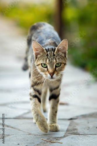 Adorable street cat portrait walking towards camera