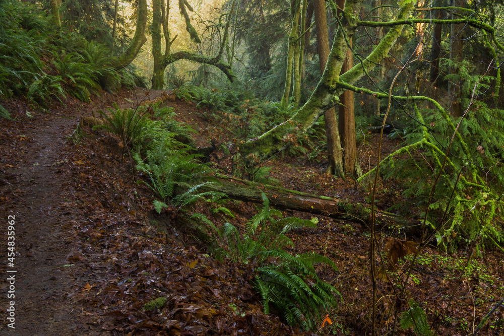 Mossy Forest in Seattle's Schmitz Preserve Park Mossy Forest in Seattle's Schmitz Preserve Park
