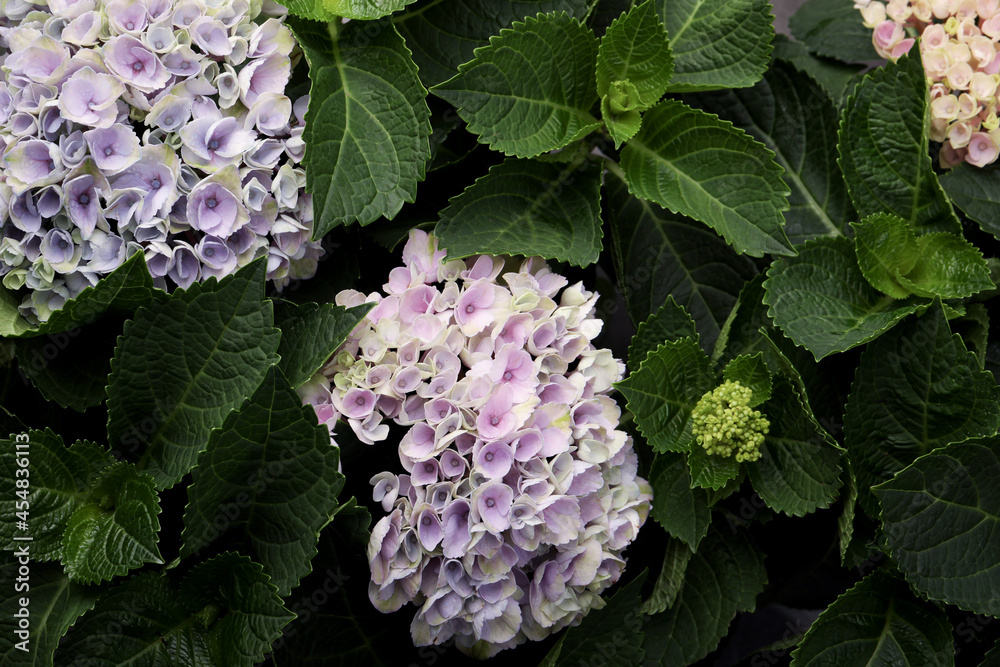 Beautiful hortensia plant with light flowers, closeup Beautiful hortensia plant with light flowers, closeup