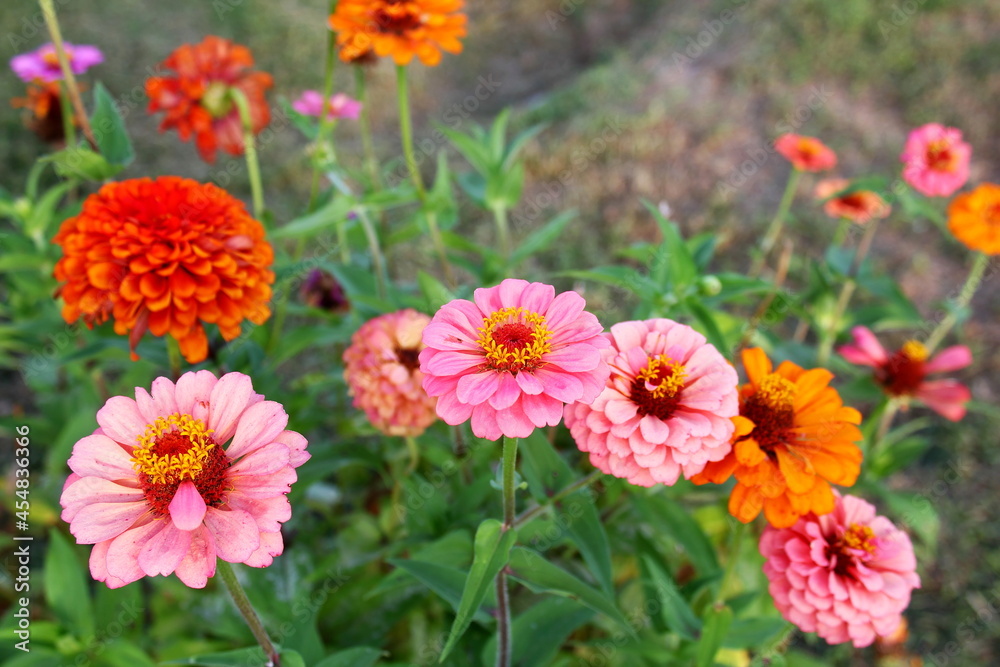 beautiful zinnia flower blooming in garden i beautiful zinnia flower blooming in garden i