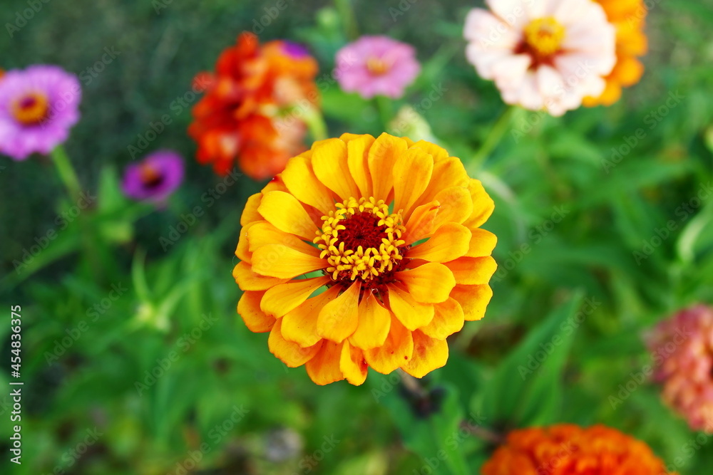 beautiful zinnia flower blooming in garden i beautiful zinnia flower blooming in garden i