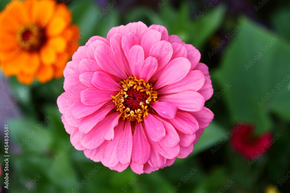 beautiful zinnia flower blooming in garden i