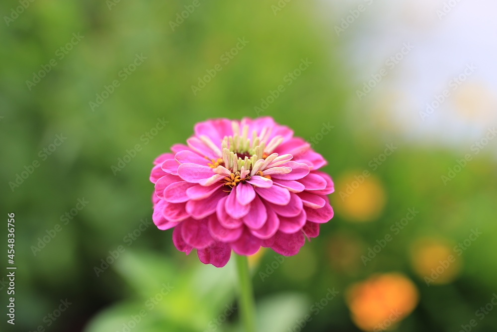 Obraz premium zinnnia