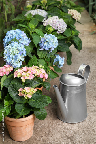 Fototapeta Naklejka Na Ścianę i Meble -  Watering can and beautiful blooming hortensia plants in pots outdoors